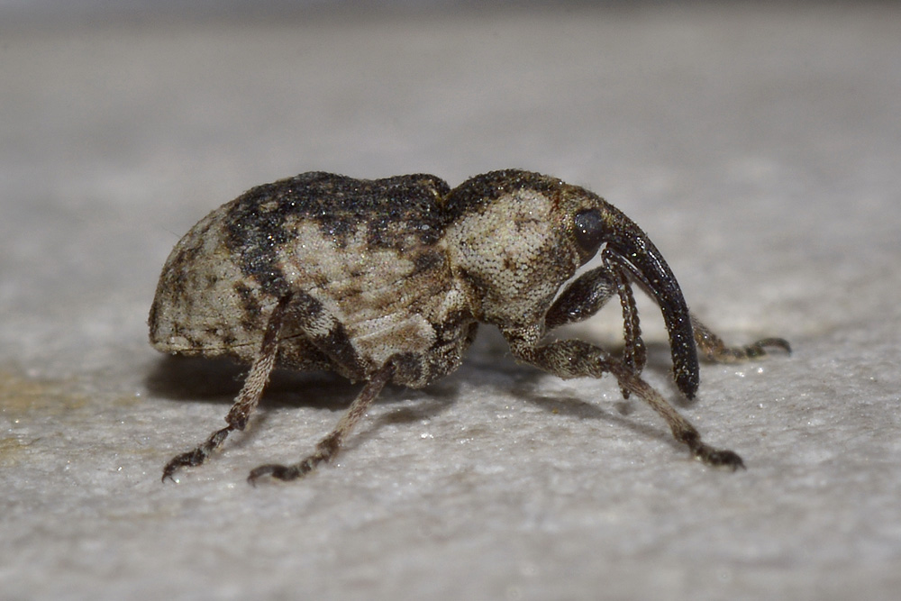 Grypus equiseti - Curculionidae